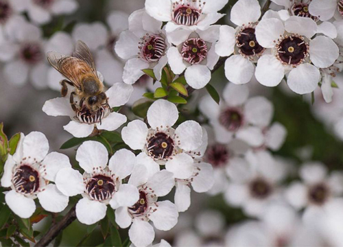 Leptospermum Flower Honey